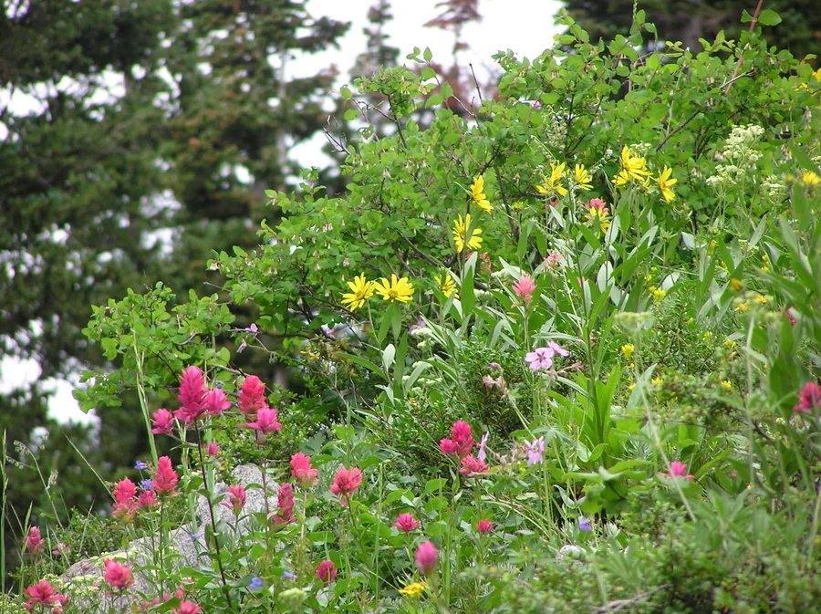 Indian paintbrush and mountain wildflowers in an alpine meadow at the height of the summer bloom.