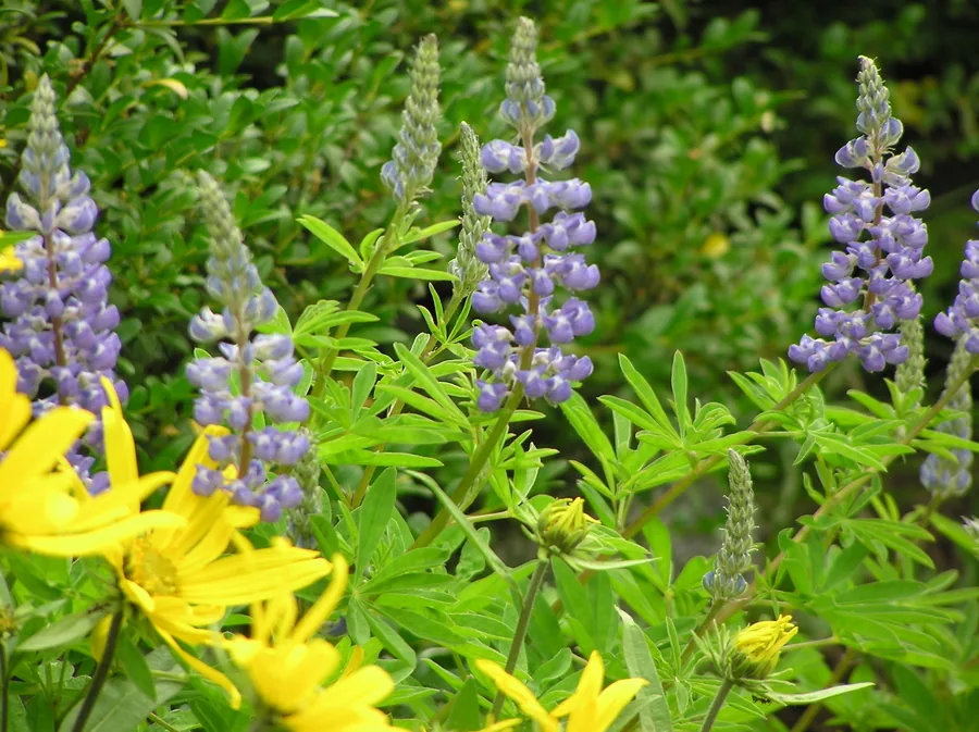 Lupine flowering on a Wasatch hillside in July.