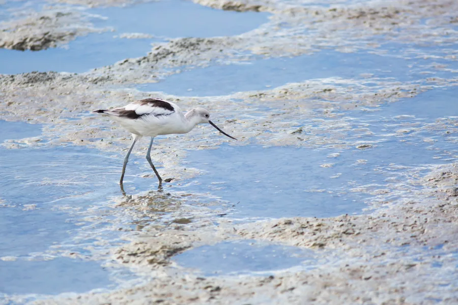 An American avocet wading in shallow water — one of the migratory shorebird species the Great Salt Lake supports in the millions.