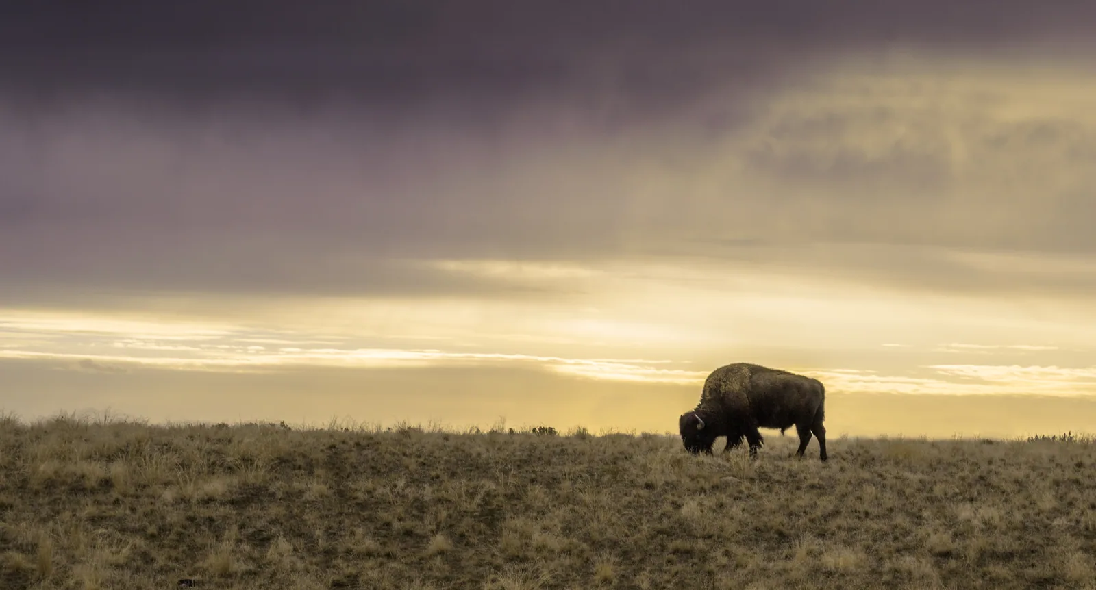 A lone bison grazing on Antelope Island in low golden light under a heavy sky.