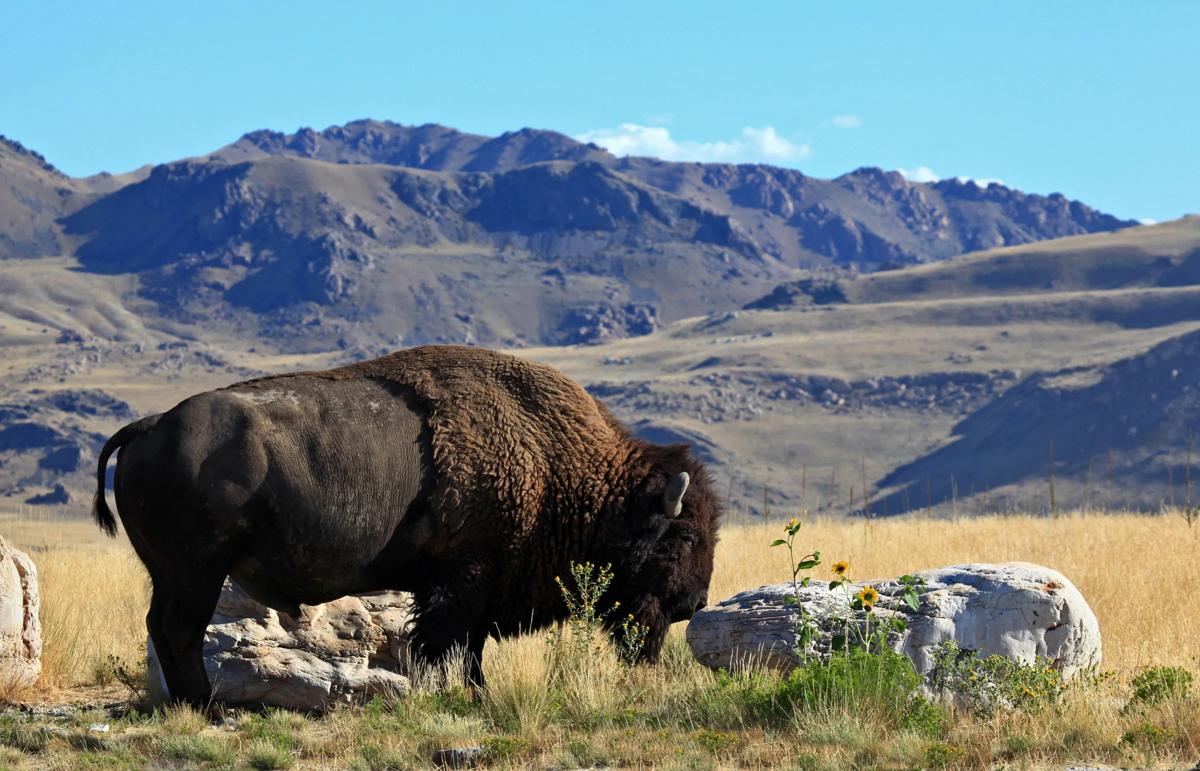 Bison grazing on Antelope Island State Park above the Great Salt Lake