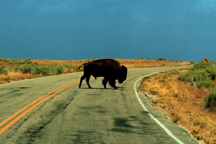 A bison crossing the island's single paved road, which is exactly how most visitors meet the herd.