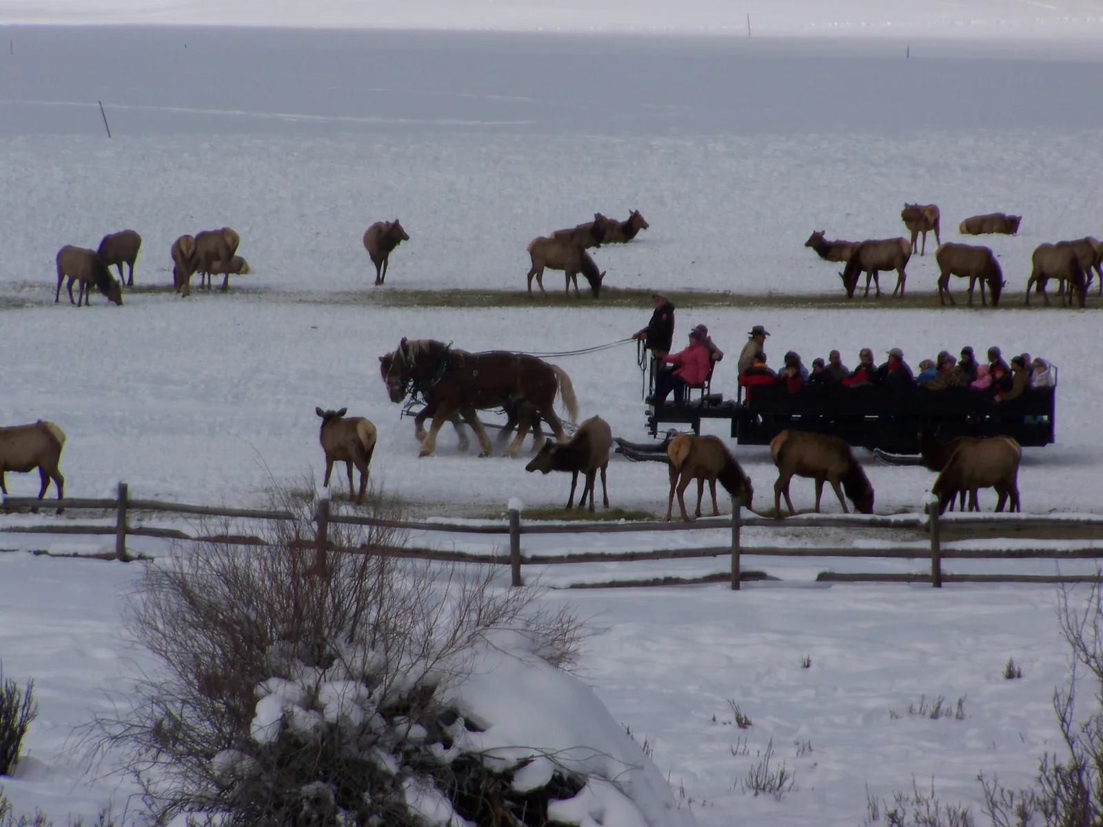 A horse-drawn sleigh carrying visitors slowly through the wintering elk herd at Hardware Ranch.
