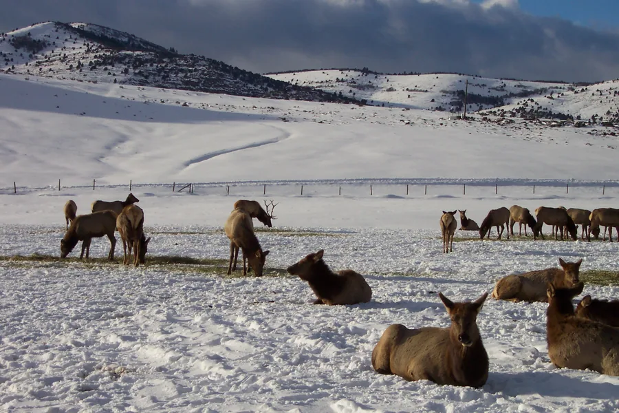 Several hundred elk spread across the snow-covered floor of Hardware Ranch's feeding meadow.