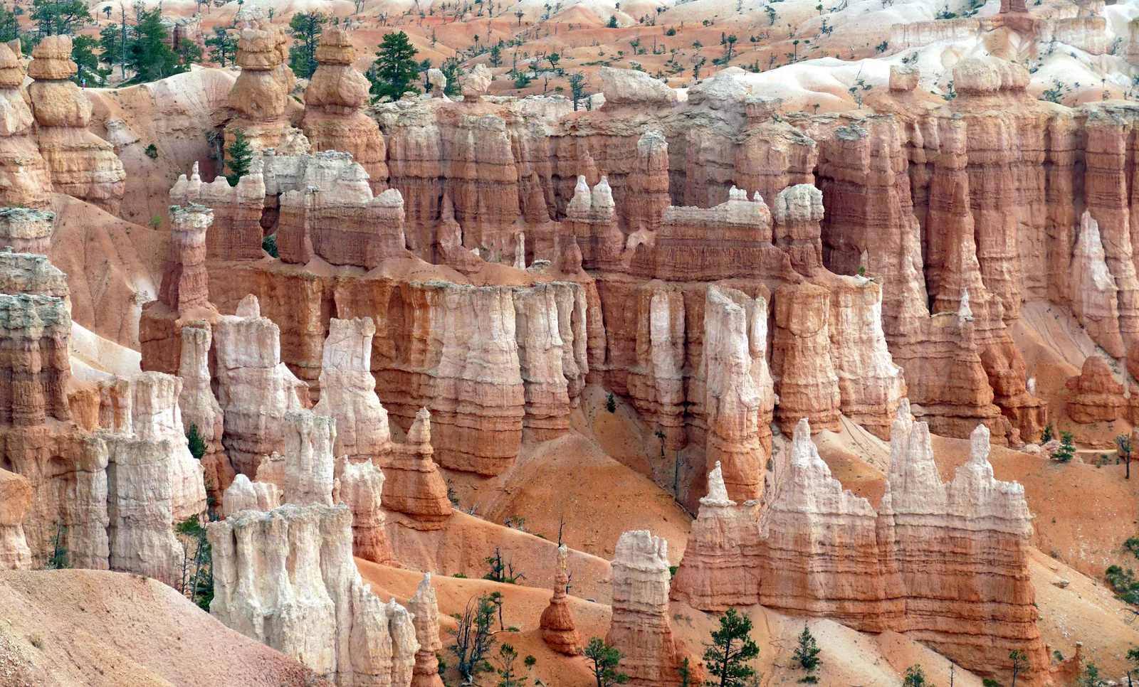 Close-packed hoodoo walls below the Bryce rim, banded pink and white where the limestone erodes at different rates.