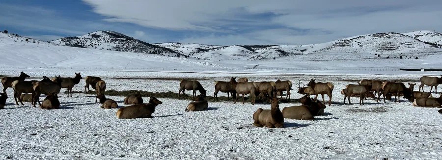 A herd of wintering elk bedded down in the snow at Hardware Ranch, Utah