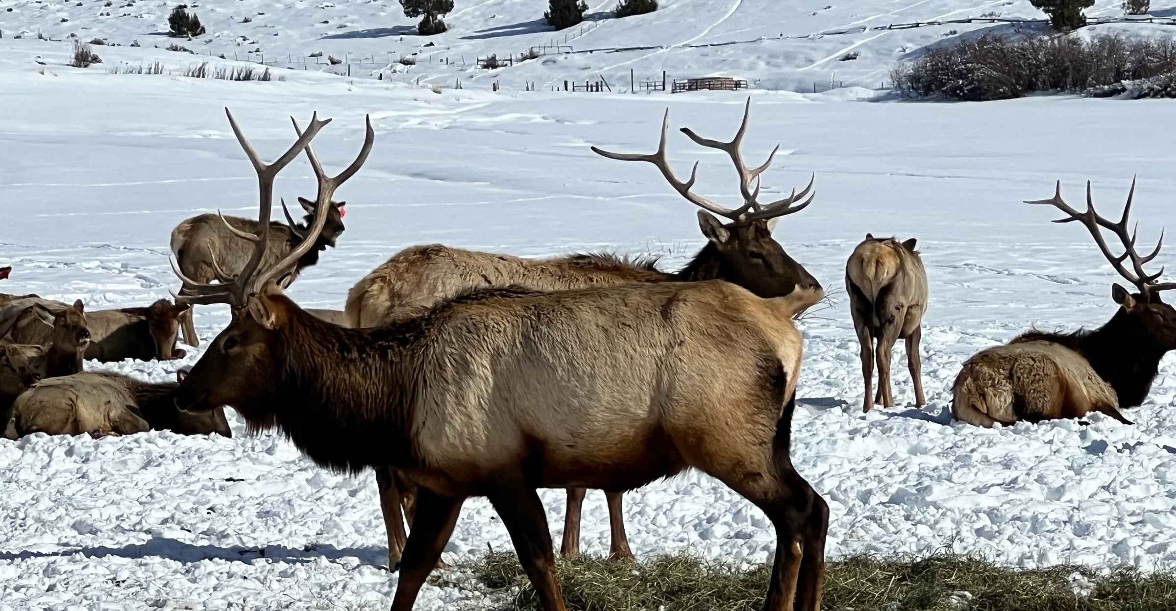 A bull elk in full antler standing in deep snow at Hardware Ranch in Cache Valley, Utah