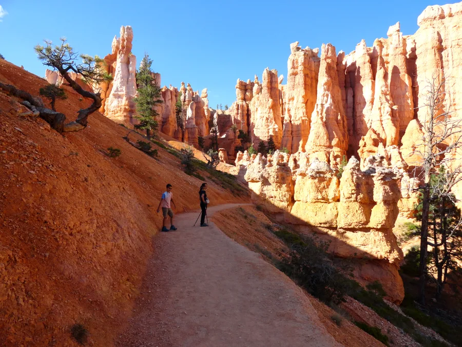 Walkers on the Queen's Garden Trail between pale hoodoos and scattered pines, below the amphitheatre rim.