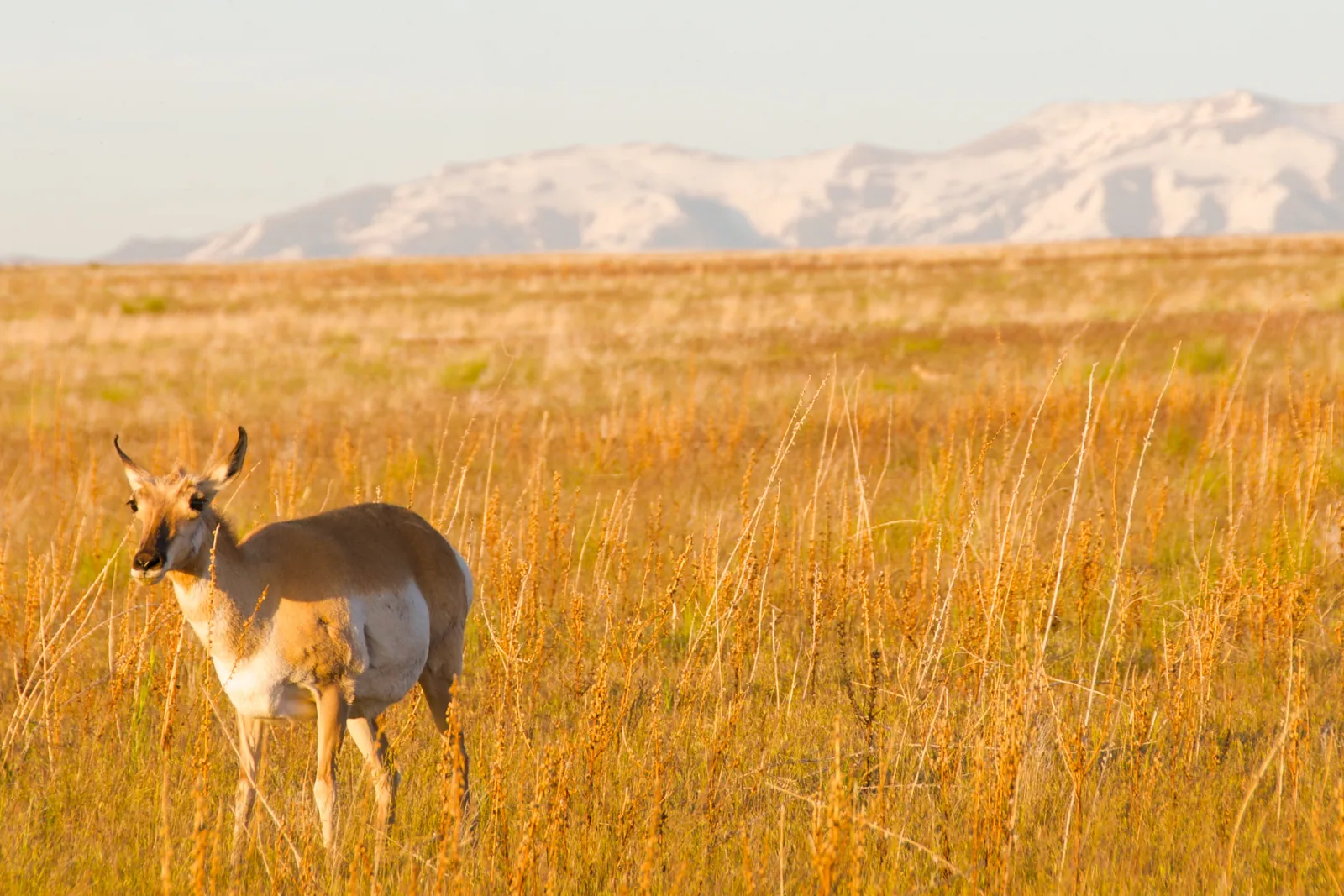 A pronghorn standing in dry grass on Antelope Island with the snow-topped Wasatch behind.